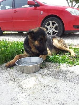 NECESITA AYUDA URGENTE, CHICLANA (CADIZ)