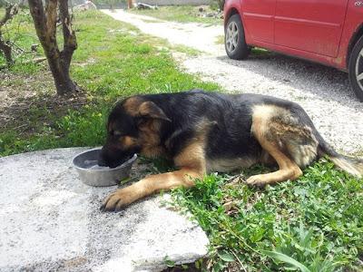 NECESITA AYUDA URGENTE, CHICLANA (CADIZ)
