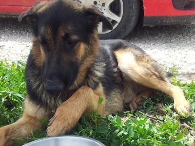 NECESITA AYUDA URGENTE, CHICLANA (CADIZ)