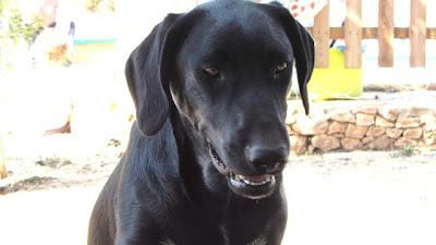 Black, necesita urgentemente una familia (Murcia)‏