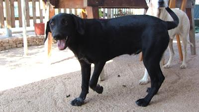 Black, necesita urgentemente una familia (Murcia)‏