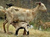 Doña Cabra Parturienta