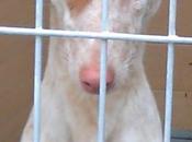 necesitan casas acogidas para evitar sacrificios