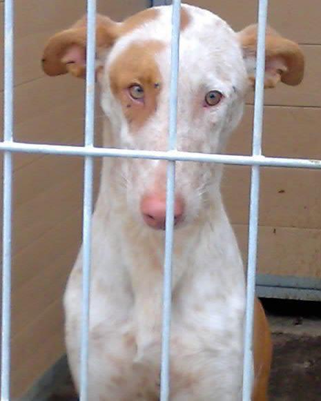 Se necesitan casas de acogidas para evitar sacrificios