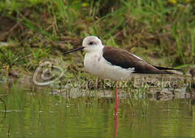 Una Cigüeñuela y un Bastardo en Cuberris...