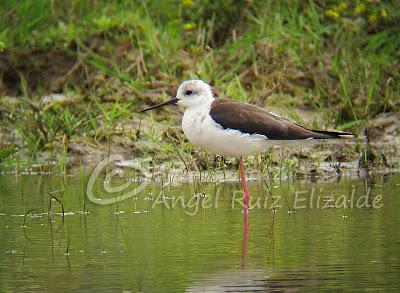 Una Cigüeñuela y un Bastardo en Cuberris...