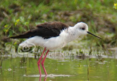 Una Cigüeñuela y un Bastardo en Cuberris...