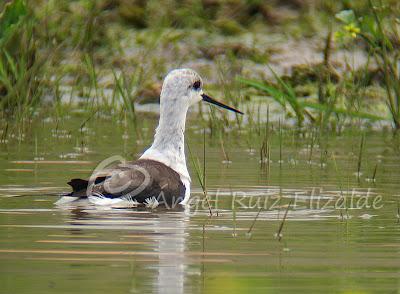Una Cigüeñuela y un Bastardo en Cuberris...