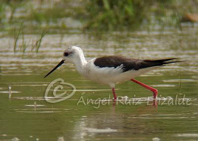 Una Cigüeñuela y un Bastardo en Cuberris...