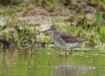 Una Cigüeñuela y un Bastardo en Cuberris...