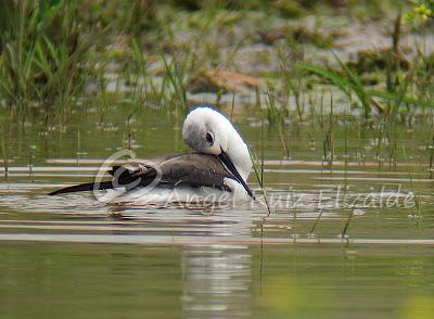 Una Cigüeñuela y un Bastardo en Cuberris...