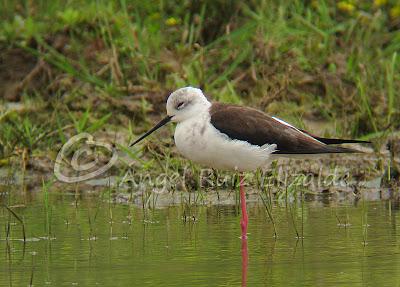 Una Cigüeñuela y un Bastardo en Cuberris...