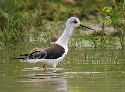 Una Cigüeñuela y un Bastardo en Cuberris...