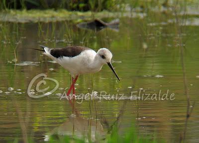 Una Cigüeñuela y un Bastardo en Cuberris...