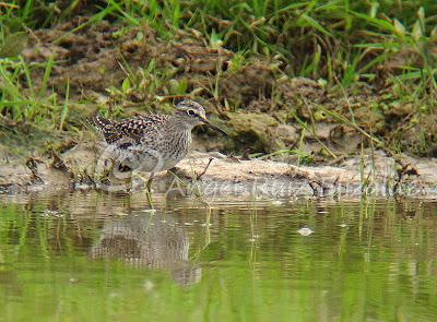 Una Cigüeñuela y un Bastardo en Cuberris...