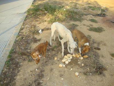 ESTAN EN LA CALLE EN PESIMAS CONDICIONES!.