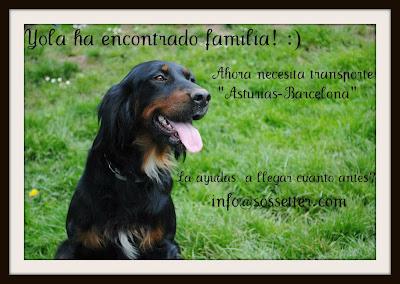 Yola necesita urgentemente que alguien la lleve con su nueva familia.