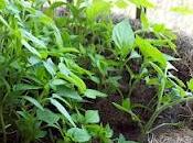 Compartiendo novatadas Huerto.....