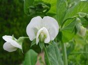 Quién puede imaginar guisantes, tienen flor hermosa como está......(El huerto López)