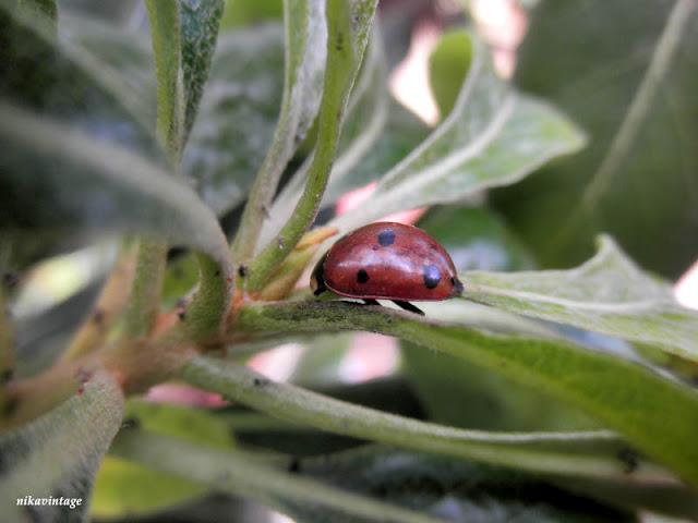 Mariquita