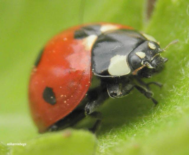 Mariquita
