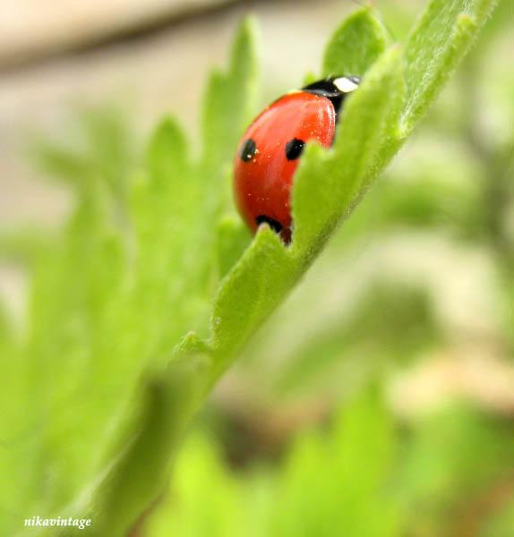 Mariquita