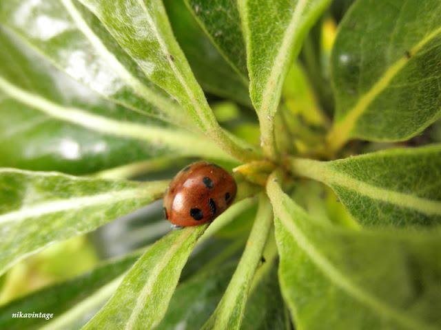 Mariquita