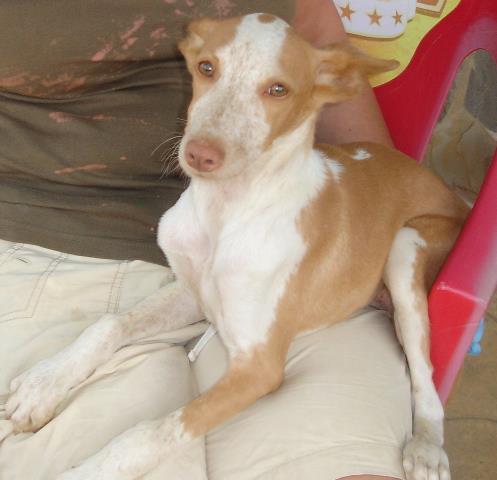 Kimbo transforma la tristeza de su mirada en amor sólo con ver como te  acercas