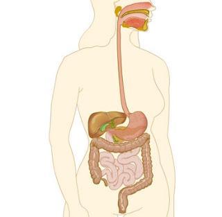 MITOS ALIMENTARIOS VIII: mezclar hidratos de carbono y proteínas en la misma comida hace engordar