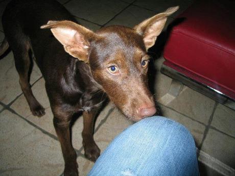 Podenco muy urgente . por favor leerlo