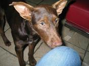 Podenco urgente favor leerlo