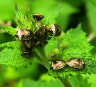 Vámonos de chinches