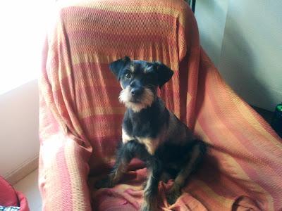 Otto, precioso cachorro de 8 meses abandonado en MURCIA necesita adopción urgente