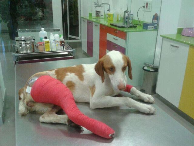 Se necesita acogida para la recuperación de un cachorro atropellado