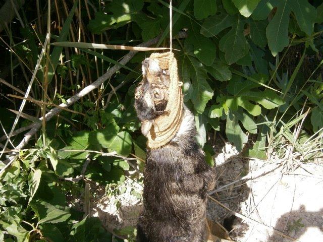 ENCONTRADO UN PERRITO QUE HA SIDO MALTRATADO HASTA MORIR AHORCADO, (ALICANTE)