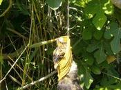 Encontrado perrito sido maltratado hasta morir ahorcado, (alicante)