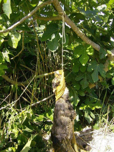 ENCONTRADO UN PERRITO QUE HA SIDO MALTRATADO HASTA MORIR AHORCADO, (ALICANTE)