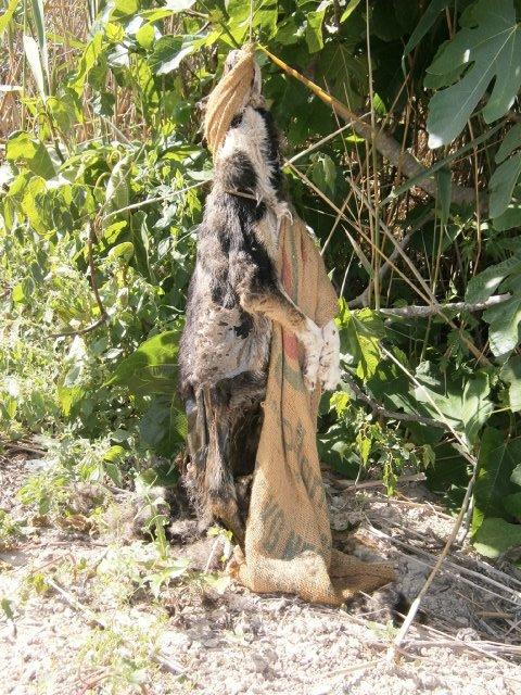 ENCONTRADO UN PERRITO QUE HA SIDO MALTRATADO HASTA MORIR AHORCADO, (ALICANTE)