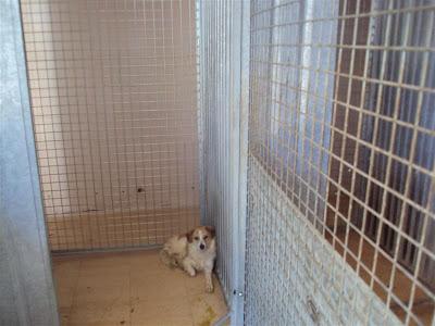 SOS Tristan, un chiquitin con la patita rota en la perrera. Tiene muchos dolores SOS Madrid.