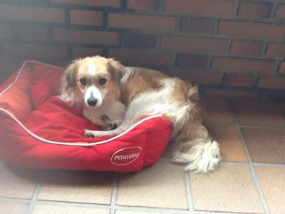 SOS Tristan, un chiquitin con la patita rota en la perrera. Tiene muchos dolores SOS Madrid.