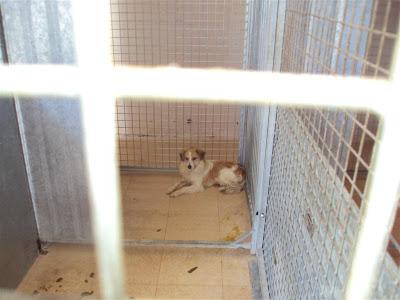 SOS Tristan, un chiquitin con la patita rota en la perrera. Tiene muchos dolores SOS Madrid.