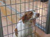 SUPLICAMOS AYUDA, vida muerte!. PERRERA MATRIZ FUERA. MALAGA.