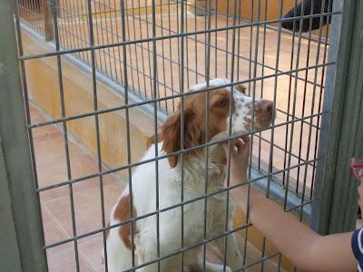 SUPLICAMOS AYUDA, vida o muerte!. EN PERRERA CON LA MATRIZ DE FUERA. MALAGA.