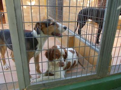 SUPLICAMOS AYUDA, vida o muerte!. EN PERRERA CON LA MATRIZ DE FUERA. MALAGA.