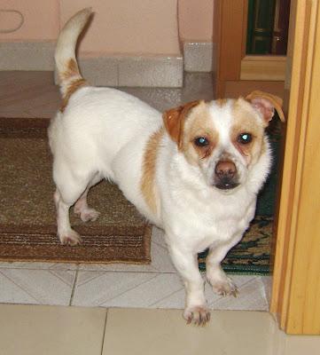 ESTÁ EN PERRERA : URGENTE, Mini perrita de menos de 4 kilitos. Necesita una familia!!