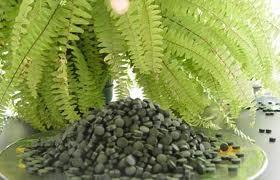 a1103 Espirulina: Una alga para adelgazar y mucho más…