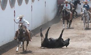 Se Quedó Hacienda Tamariz CYM, con  396 bonos; Potrillos a un paso