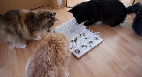 Gatos concentrados en un juego