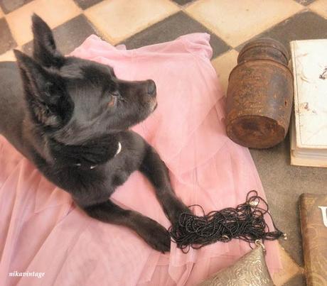 HOY COMPARTIMOS ..... RESCATADOS