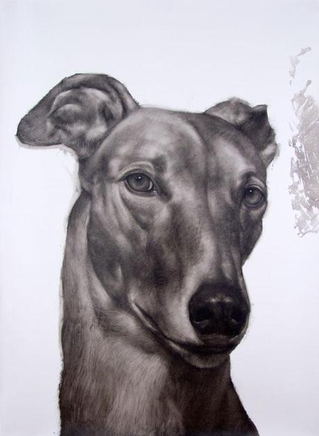 Canino-Gris